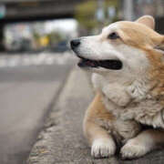 ヒメ日記 2025/04/16 08:50 投稿 なお ファンタジー福島店～福島でデリヘルもメンズエステも楽しめる素敵なお店～