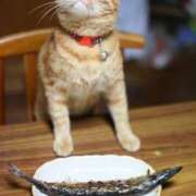 ヒメ日記 2025/08/15 07:00 投稿 なお ファンタジー福島店～福島でデリヘルもメンズエステも楽しめる素敵なお店～