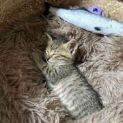 ヒメ日記 2025/09/04 07:30 投稿 なお ファンタジー福島店～福島でデリヘルもメンズエステも楽しめる素敵なお店～