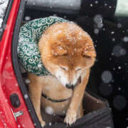 ヒメ日記 2025/12/04 08:40 投稿 なお ファンタジー福島店～福島でデリヘルもメンズエステも楽しめる素敵なお店～