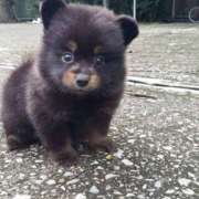 ヒメ日記 2025/12/17 00:50 投稿 なお ファンタジー福島店～福島でデリヘルもメンズエステも楽しめる素敵なお店～