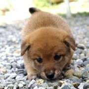 ヒメ日記 2026/03/09 05:25 投稿 なお ファンタジー福島店～福島でデリヘルもメンズエステも楽しめる素敵なお店～