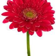 ヒメ日記 2026/03/13 07:20 投稿 なお ファンタジー福島店～福島でデリヘルもメンズエステも楽しめる素敵なお店～