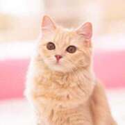 ヒメ日記 2026/03/14 07:05 投稿 なお ファンタジー福島店～福島でデリヘルもメンズエステも楽しめる素敵なお店～