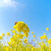 ヒメ日記 2026/03/28 09:00 投稿 なお ファンタジー福島店～福島でデリヘルもメンズエステも楽しめる素敵なお店～