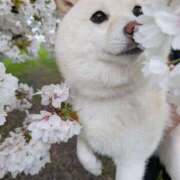 ヒメ日記 2026/04/07 08:25 投稿 なお ファンタジー福島店～福島でデリヘルもメンズエステも楽しめる素敵なお店～