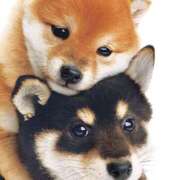 なお ( * )  ファンタジー福島店～福島でデリヘルもメンズエステも楽しめる素敵なお店～