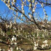 ヒメ日記 2025/02/17 22:05 投稿 すみれ〔Cクラス〕 GOEN(ゴエン)