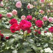 ヒメ日記 2025/03/20 22:52 投稿 すみれ〔Cクラス〕 GOEN(ゴエン)