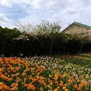 ヒメ日記 2025/03/21 23:49 投稿 すみれ〔Cクラス〕 GOEN(ゴエン)