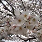 ヒメ日記 2025/03/25 23:10 投稿 すみれ〔Cクラス〕 GOEN(ゴエン)