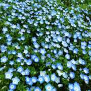 ヒメ日記 2025/04/26 00:49 投稿 すみれ〔Cクラス〕 GOEN(ゴエン)