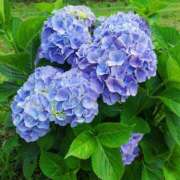 ヒメ日記 2025/06/05 22:51 投稿 すみれ〔Cクラス〕 GOEN(ゴエン)