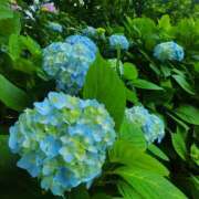 ヒメ日記 2025/06/19 21:09 投稿 すみれ〔Cクラス〕 GOEN(ゴエン)