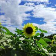 ヒメ日記 2025/07/07 21:07 投稿 すみれ〔Cクラス〕 GOEN(ゴエン)