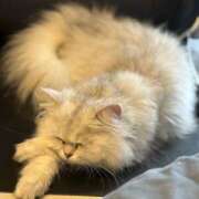 ヒメ日記 2025/05/08 12:15 投稿 りお クラブハウスシェル