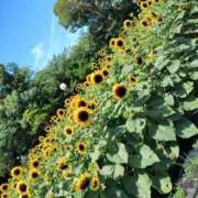 ヒメ日記 2025/07/21 19:54 投稿 まいこ 大奥 梅田店