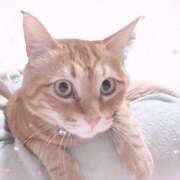 ヒメ日記 2025/02/01 21:44 投稿 とわ 千葉人妻セレブリティ（ユメオト）