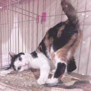 ヒメ日記 2025/11/03 18:17 投稿 とわ 千葉人妻セレブリティ（ユメオト）