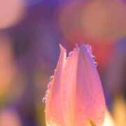 ヒメ日記 2025/02/05 00:23 投稿 みわ 完熟ばなな大宮