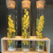 ヒメ日記 2025/04/17 22:13 投稿 みわ 完熟ばなな大宮