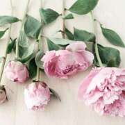 ヒメ日記 2025/04/23 22:13 投稿 みわ 完熟ばなな大宮