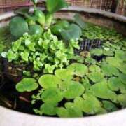 みわ 初めての遭遇🌸 完熟ばなな大宮