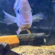 ヒメ日記 2025/05/05 03:31 投稿 みなみ キャンパスサミット　千葉店