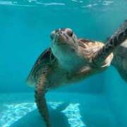 ヒメ日記 2025/09/08 16:57 投稿 あすか ごほうびSPA仙台店