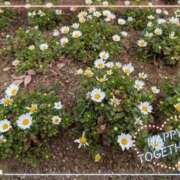 ヒメ日記 2026/03/14 12:55 投稿 まひろ 人妻小旅行