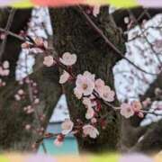 ヒメ日記 2026/03/19 21:15 投稿 まひろ 人妻小旅行