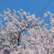 ヒメ日記 2026/04/04 11:55 投稿 まひろ 人妻小旅行