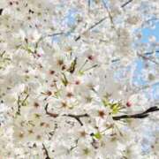 ヒメ日記 2026/04/06 07:25 投稿 まひろ 人妻小旅行