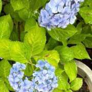 ヒメ日記 2025/08/08 09:32 投稿 聖-ひじり- スピード京橋店