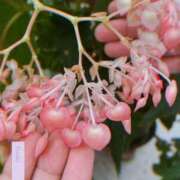 ヒメ日記 2025/08/15 08:30 投稿 佐藤 いお Men's relaxation VEGA