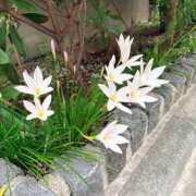 ヒメ日記 2026/08/19 03:47 投稿 千草(ちぐさ) 人妻出逢い会 百合の園 山の手本店