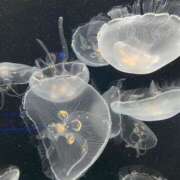 ヒメ日記 2024/12/11 13:57 投稿 かのん アラモード