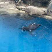 かのん 出勤予定 アラモード