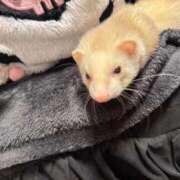 ヒメ日記 2025/06/10 23:30 投稿 神南 BBW錦糸町店