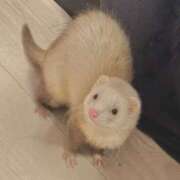 ヒメ日記 2025/11/01 14:01 投稿 神南 BBW錦糸町店