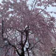 ヒメ日記 2025/04/01 07:34 投稿 みづき 桃李（とうり）