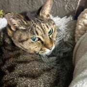 えま 出勤リクエストできます sweet kiss