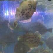 ヒメ日記 2025/08/14 15:18 投稿 きらり 川崎ソープ　クリスタル京都南町