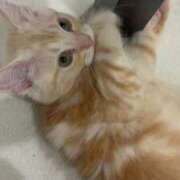 ヒメ日記 2025/09/14 19:07 投稿 きらり 川崎ソープ　クリスタル京都南町