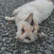 ヒメ日記 2026/02/25 13:07 投稿 なぎ ぽちゃ巨乳専門　新大久保・新宿歌舞伎町ちゃんこ