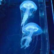 ヒメ日記 2026/02/26 12:37 投稿 なぎ ぽちゃ巨乳専門　新大久保・新宿歌舞伎町ちゃんこ