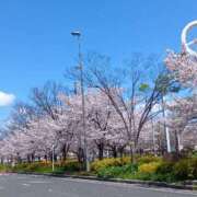 ヒメ日記 2026/04/07 17:09 投稿 ヤエ【♥ 純粋無垢な天使♥】 ドＭなバニーちゃん小倉店