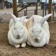 ヒメ日記 2025/06/15 01:25 投稿 小野(ｵﾉ) 小山人妻城