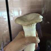 ヒメ日記 2025/09/26 18:49 投稿 小野(ｵﾉ) 小山人妻城