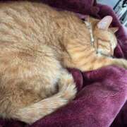 ヒメ日記 2026/01/24 08:09 投稿 小野(ｵﾉ) 小山人妻城